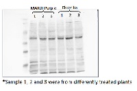Cp2 | Cysteine protease in the group Antibodies Plant/Algal / Environmental Stress / Pathogen attack at Agrisera AB (Antibodies for research) (AS16 3110)